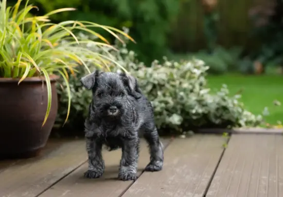 Kocięta Brytyjskie krótkowłose gotowe do odbioru. 1