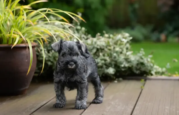 Kocięta Brytyjskie krótkowłose gotowe do odbioru. 1